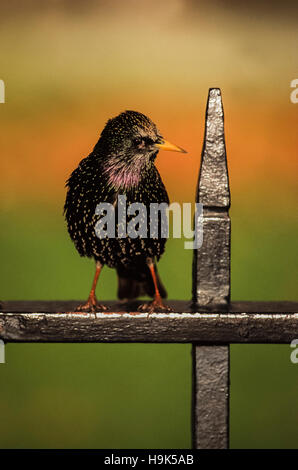 Starling comune o unione starling,(Sturnus vulgaris),maschio adulto su ringhiere in ghisa, London, Regno Unito Foto Stock
