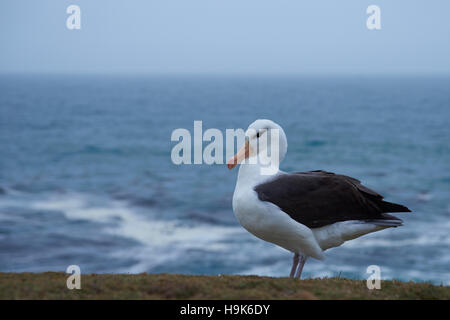 Nero-browed Albatross (Thalassarche melanophrys) Foto Stock