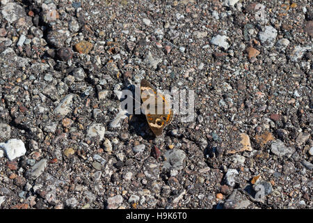 Comune di Buckeye butterfly (Junonia coenia) crogiolarvi al sole su una strada asfaltata, Indiana, Stati Uniti Foto Stock