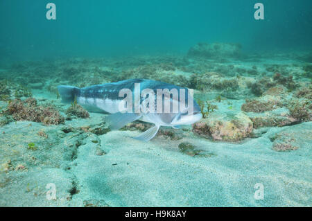 Blue cod parte inferiore sabbiosa Foto Stock