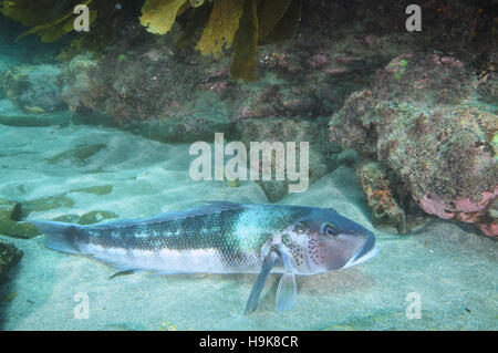 Blue cod vicino reef rocciosi Foto Stock