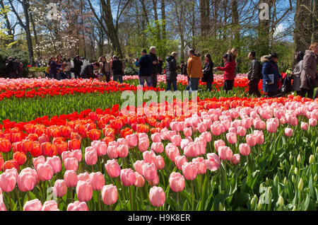 LISSE, Paesi Bassi - 17 Aprile 2016: Sconosciuto per i turisti che visitano il famoso keukenhof tulip gardens nei Paesi Bassi Foto Stock