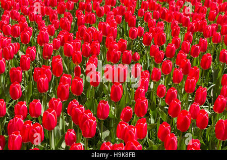 Sullo sfondo di un bel rosso tulipani in un parco Foto Stock