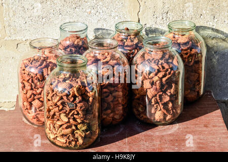 Frutta secca in tre-litro barattolo. Essiccato di mele tagliate a fette Foto Stock