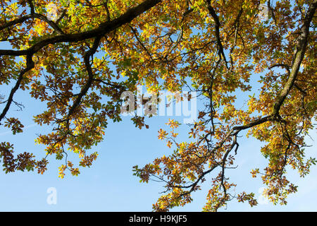 Quercus robur. In autunno gli alberi di quercia nella campagna inglese Foto Stock