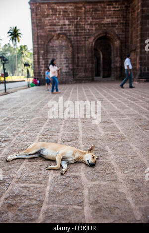 Cane dorme nella vecchia città di Goa, Goa in India. Il sonno del cane contro la chiesa cristiana fatta da grandi pietre. Pedone andando in chiesa Foto Stock