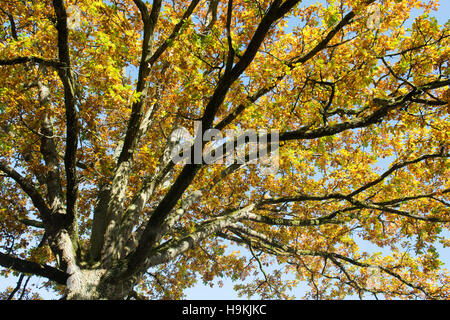 Quercus robur. In autunno gli alberi di quercia nella campagna inglese Foto Stock