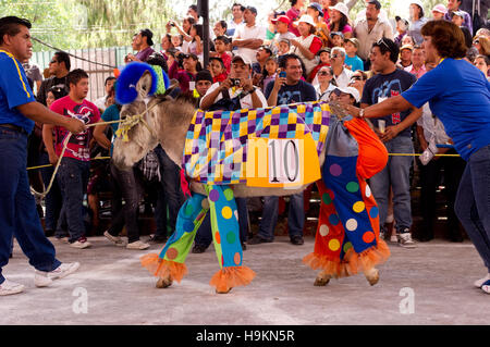 Vestito asino concorso durante l'Asino fiera (Feria del burro) in Otumba, Messico Foto Stock