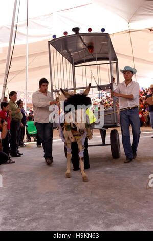 Vestito asino concorso durante l'Asino fiera (Feria del burro) in Otumba, Messico Foto Stock