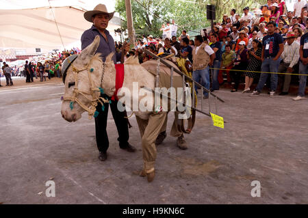 Vestito asino concorso durante l'Asino fiera (Feria del burro) in Otumba, Messico Foto Stock