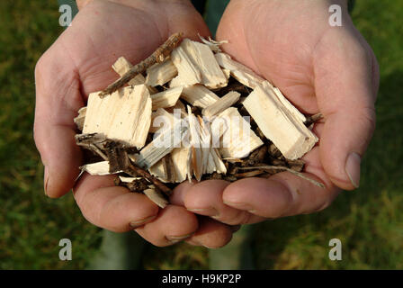 Coppicing willow,cresciuto come una produzione di energia da fonti rinnovabili,che mostra il legno grezzo e il pellet finito. Foto Stock