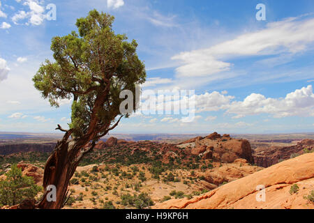 Un solitario, soffiata dal vento albero sopporta un'altra estate afosa giornata nel parco nazionale di Canyonlands in Utah. Foto Stock