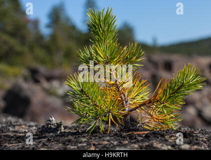 Primo piano su un piccolo pino su una solida roccia. Vita sul bordo, per quanto è possibile. Foto Stock