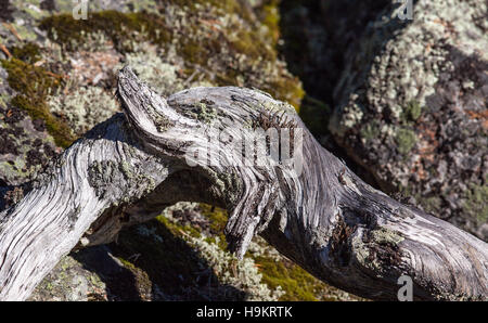 Parte di alcuni alberi morti sulla riva. Cliff in background. Caduto albero morto. Foto Stock
