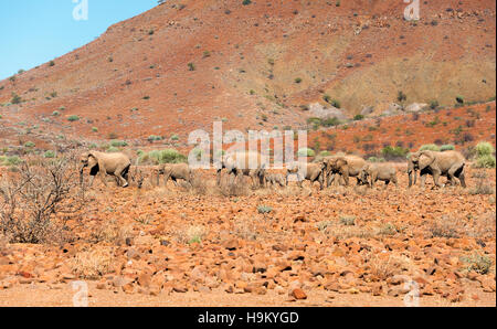 Deserto africano Elefante africano (Loxodonta africana), allevamento su terreno roccioso, Damaraland, Namibia Foto Stock