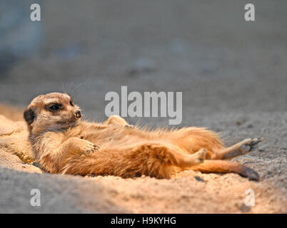 Meerkat o suricate (Suricata suricatta), i capretti 6 mesi, rilassato, captive Foto Stock