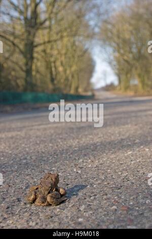 Il rospo comune (Bufo bufo) su una strada Foto Stock