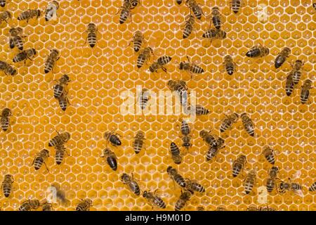 Honeybees (Apis mellifera) su un favo di miele Foto Stock