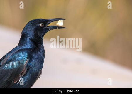 Il maschio Brewer's Blackbird mangiare popcorn a Malibu Lagoon Foto Stock