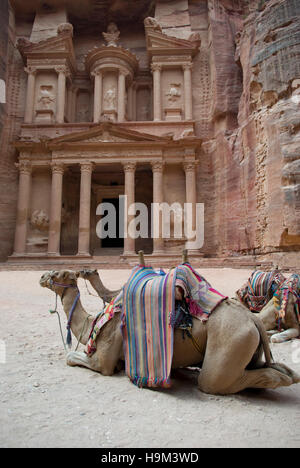 Cammelli resto davanti al Tesoro Khazneh rovine, Petra, Giordania Foto Stock