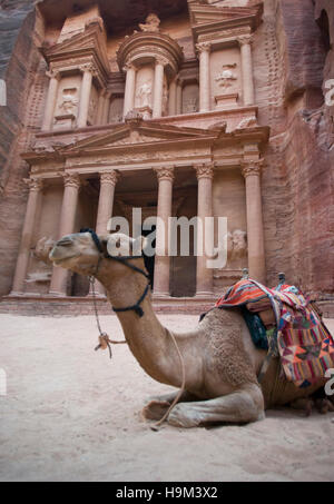 Resto del cammello di fronte al tesoro Khazneh rovine, Petra, Giordania Foto Stock