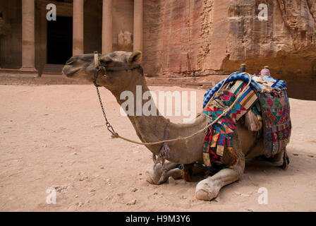 Resto del cammello di fronte al tesoro Khazneh rovine, Petra, Giordania Foto Stock