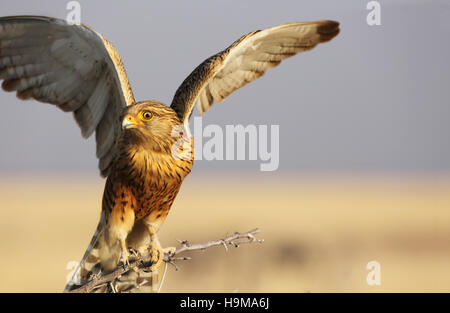 Bruno Eagle pronto a volare, Namibia Foto Stock