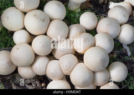 A forma di pera Puffball o moncone Puffball (Lycoperdon pyriforme) Ottobre REGNO UNITO Foto Stock