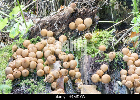 A forma di pera Puffball o moncone Puffball (Lycoperdon pyriforme) Ottobre UK. Molti crescendo in un intrico su un vecchio ceppo. Foto Stock