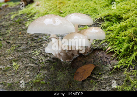 Fungo di porcellana. Oudemansiella mucida. Sussex, Regno Unito. Ottobre. Parte inferiore. Crescendo su caduto tronco di faggio. Foto Stock
