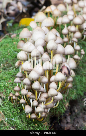 Piccolo cofano toadstools, specie sconosciute. Sussex, Regno Unito. Ottobre. Foto Stock