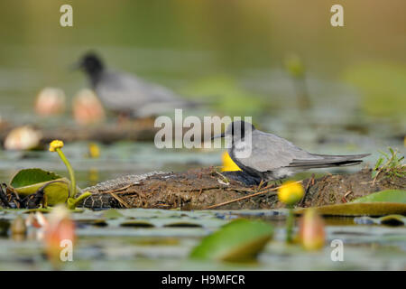 Sterne nere / Trauerseeschwalben ( Chlidonias niger) seduti sulla nidificazione di aids tra fioriti ninfee, specie in via di estinzione. Foto Stock