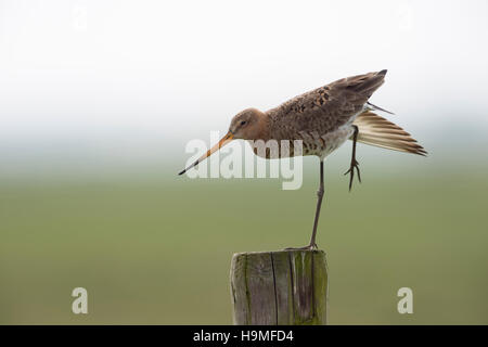 Nero-tailed Godwit / Uferschnepfe ( Limosa limosa) in allevamento piumaggio, appollaiato su un vecchio fencepost, stiramento nella morbida luce del mattino. Foto Stock