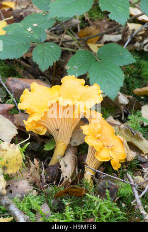 Cantharellus cibarius, La Chanterelle, o Girolle. Sussex, Regno Unito. Ottobre Foto Stock