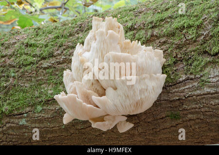 Pleurotus ostreatus, i funghi orecchioni, Sussex, Regno Unito. Ottobre Foto Stock