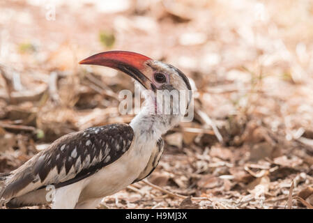 Un rosso-fatturati Hornbill guardando intorno Foto Stock