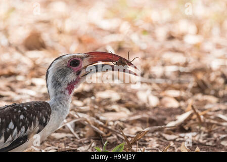 Un rosso-fatturati Hornbill con un coleottero nel suo becco Foto Stock