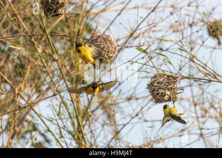 Maschio nero intitolata tessitori intorno ai loro nidi Foto Stock