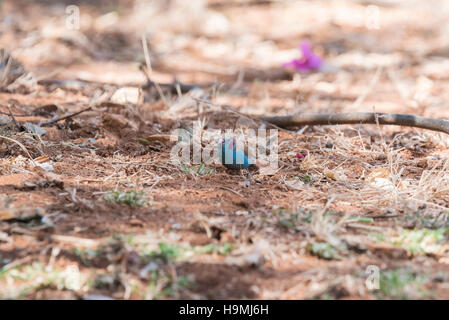 Un maschio rosso-cheeked Cordon Bleu foraggio Foto Stock