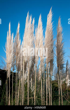 Cortaderia selloana pennacchi contro il cielo blu chiaro Foto Stock
