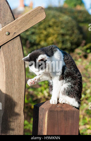 Bianco e nero gatto su un giardino di gate-post auto-pulizia la casacca Foto Stock