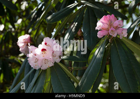 Schöner rododendro, Schönes rododendri, rododendro, rododendro Wildart, rododendro calophytum, bella faccia rododendro Foto Stock
