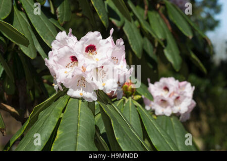 Schöner rododendro, Schönes rododendri, rododendro, rododendro Wildart, rododendro calophytum, bella faccia rododendro Foto Stock