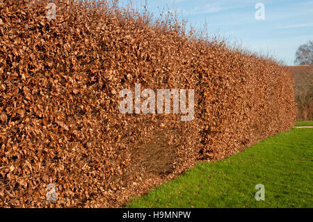 FAGUS SYLVATICA HEDGE IN INVERNO Foto Stock