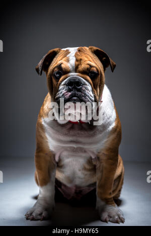 Ritratto di carino Bulldog inglese cucciolo in studio,low key Foto Stock