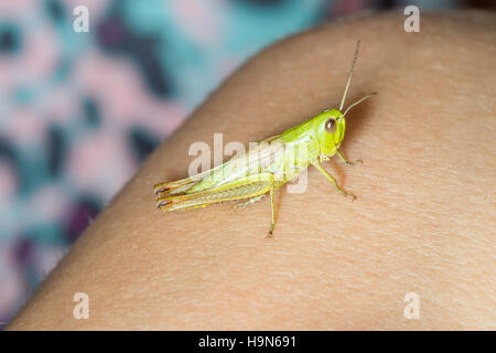 Grasshopper a portata di mano. Foto Stock