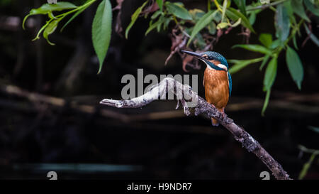 Il comune kingfisher (Alcedo atthis) appollaiate su un ramo vicino al di sopra del watersurface Foto Stock