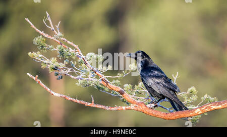 Comune di corvo imperiale (Corvus corax) sul suo guarda su un pino diramazione con una foresta sfocati in backround Foto Stock