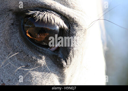Horse's eye, un occhio di un cavallo Foto Stock