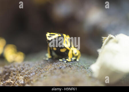 Dendrobates leucomelas - colorate rana dal Sud America Foto Stock